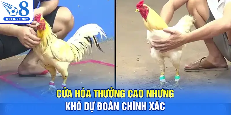 Cửa hòa thưởng cao nhưng khó dự đoán chính xác