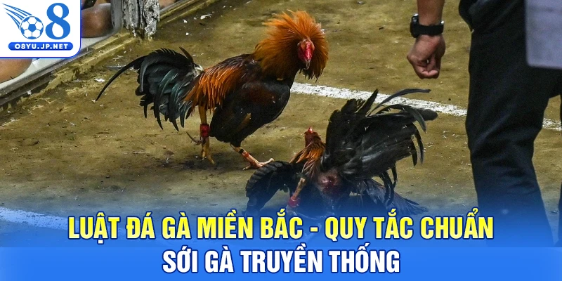 Luật Đá Gà Miền Bắc - Quy Tắc Chuẩn Sới Gà Truyền Thống